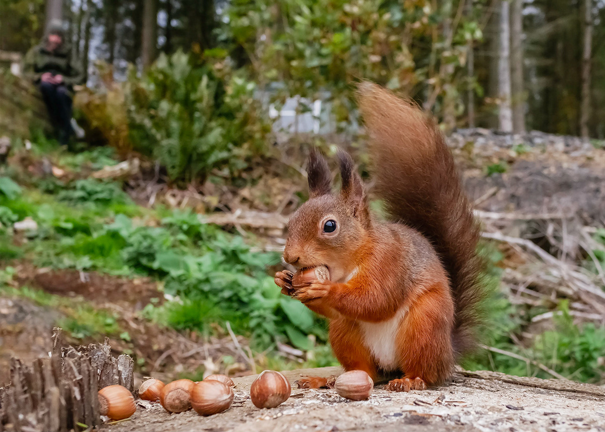 Andy Nayler Photography - Mammals - Herbivores