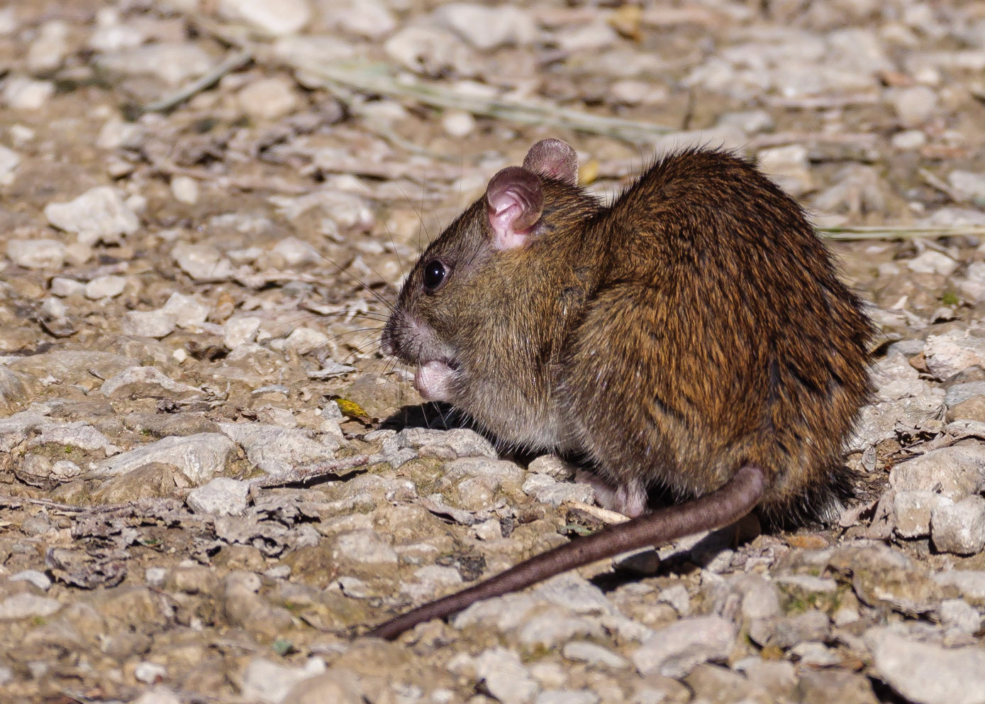 Brown Rat