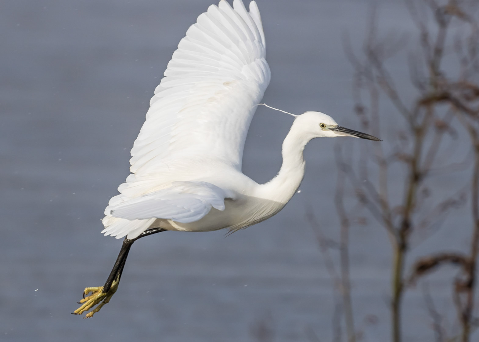 Little Egret