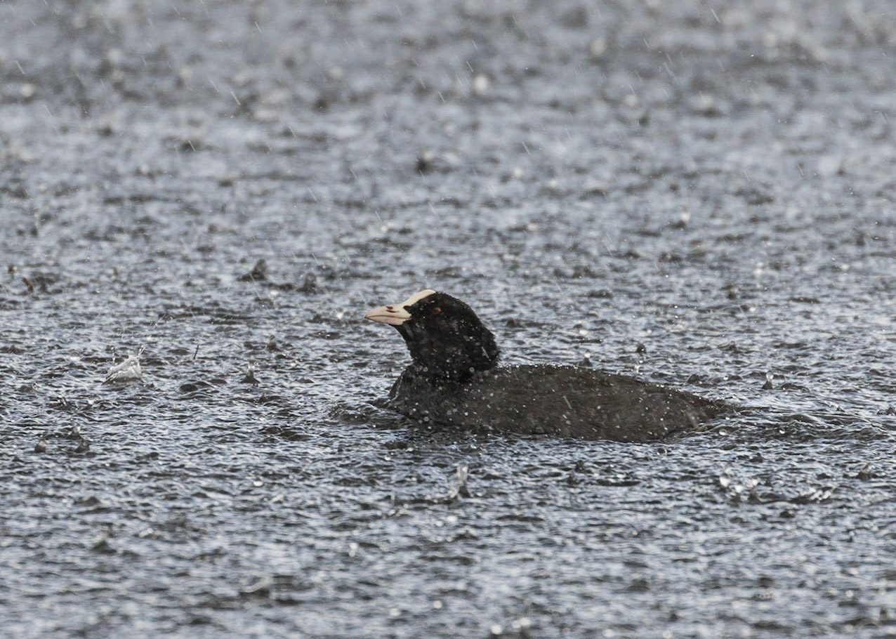 Coot