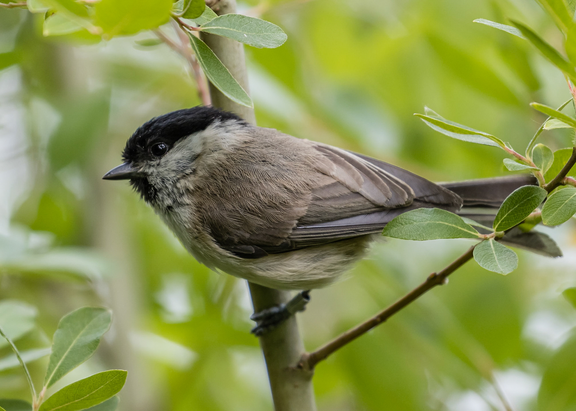 Marsh Tit