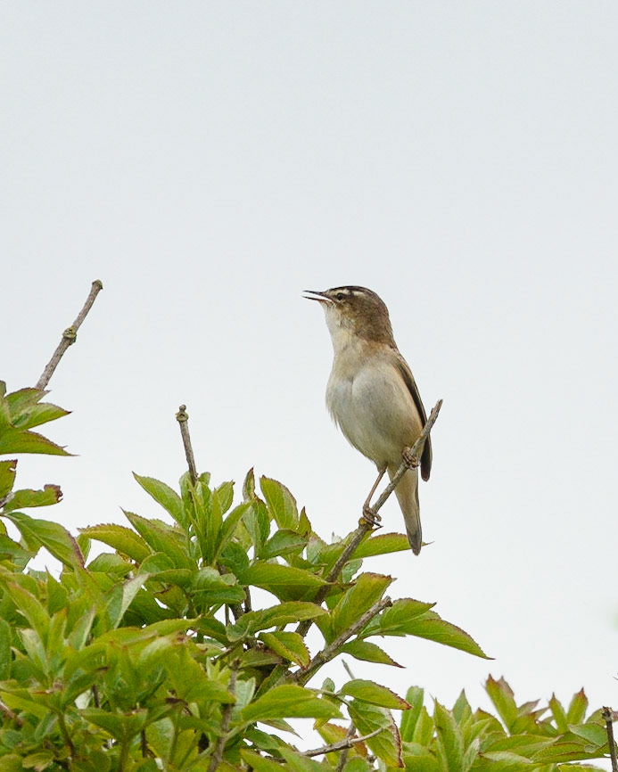 Sedge Warbler