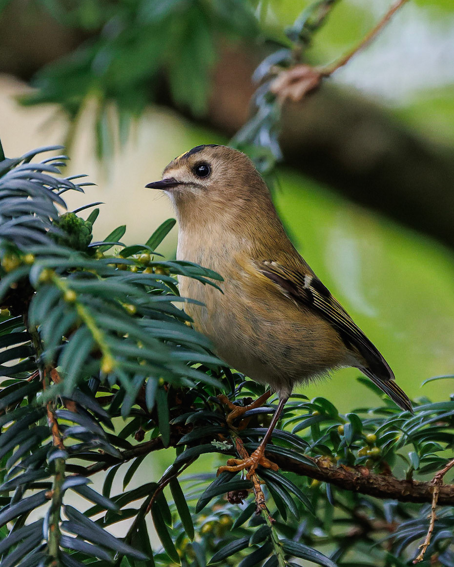 Goldcrest