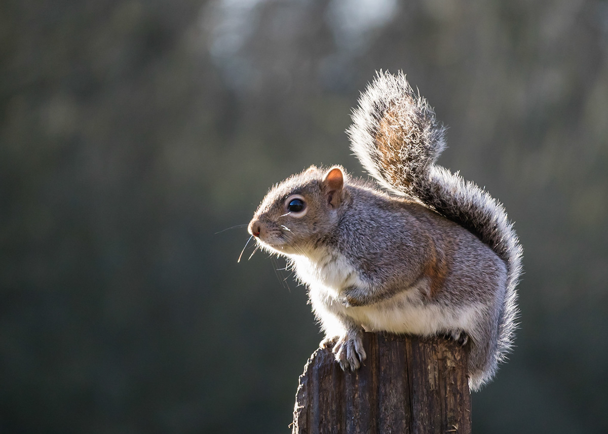 Andy Nayler Photography Mammals Herbivores
