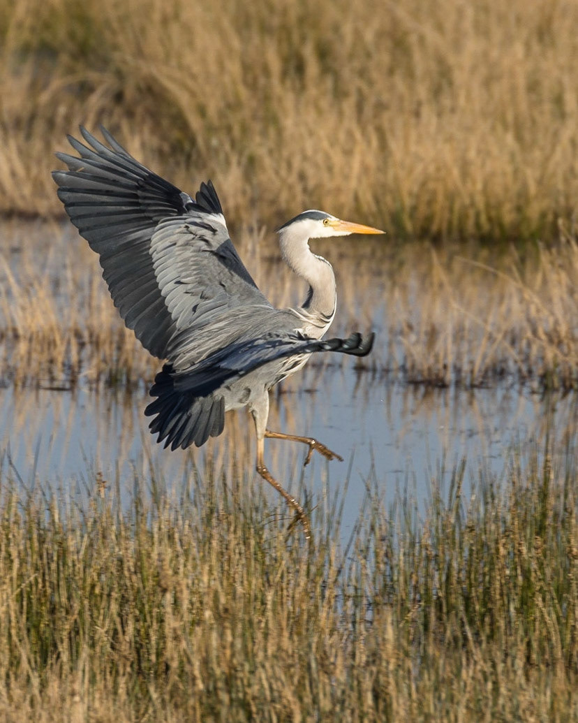 Heron