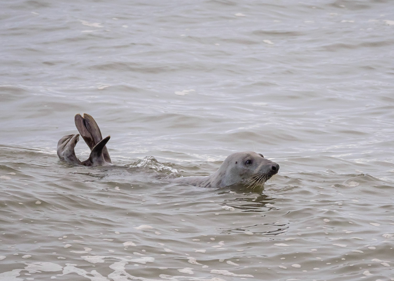 Grey Seal