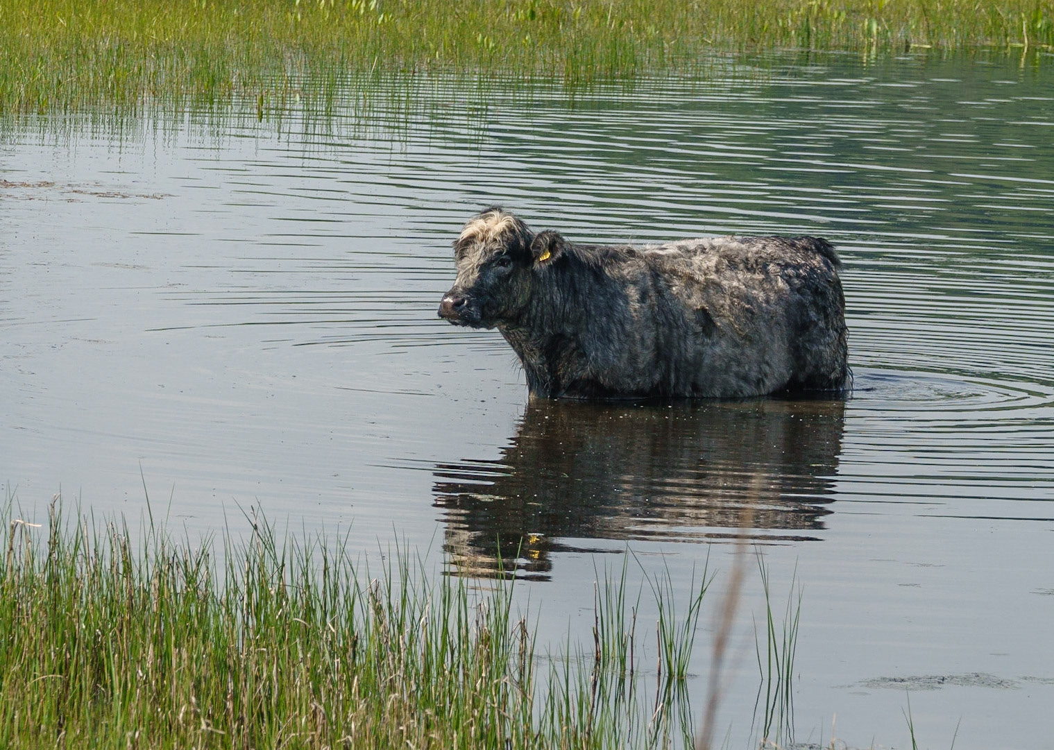 Cow