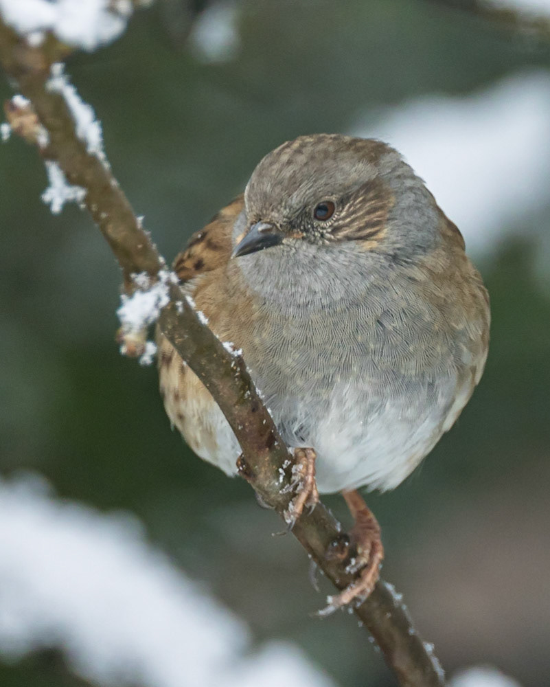 Dunnock