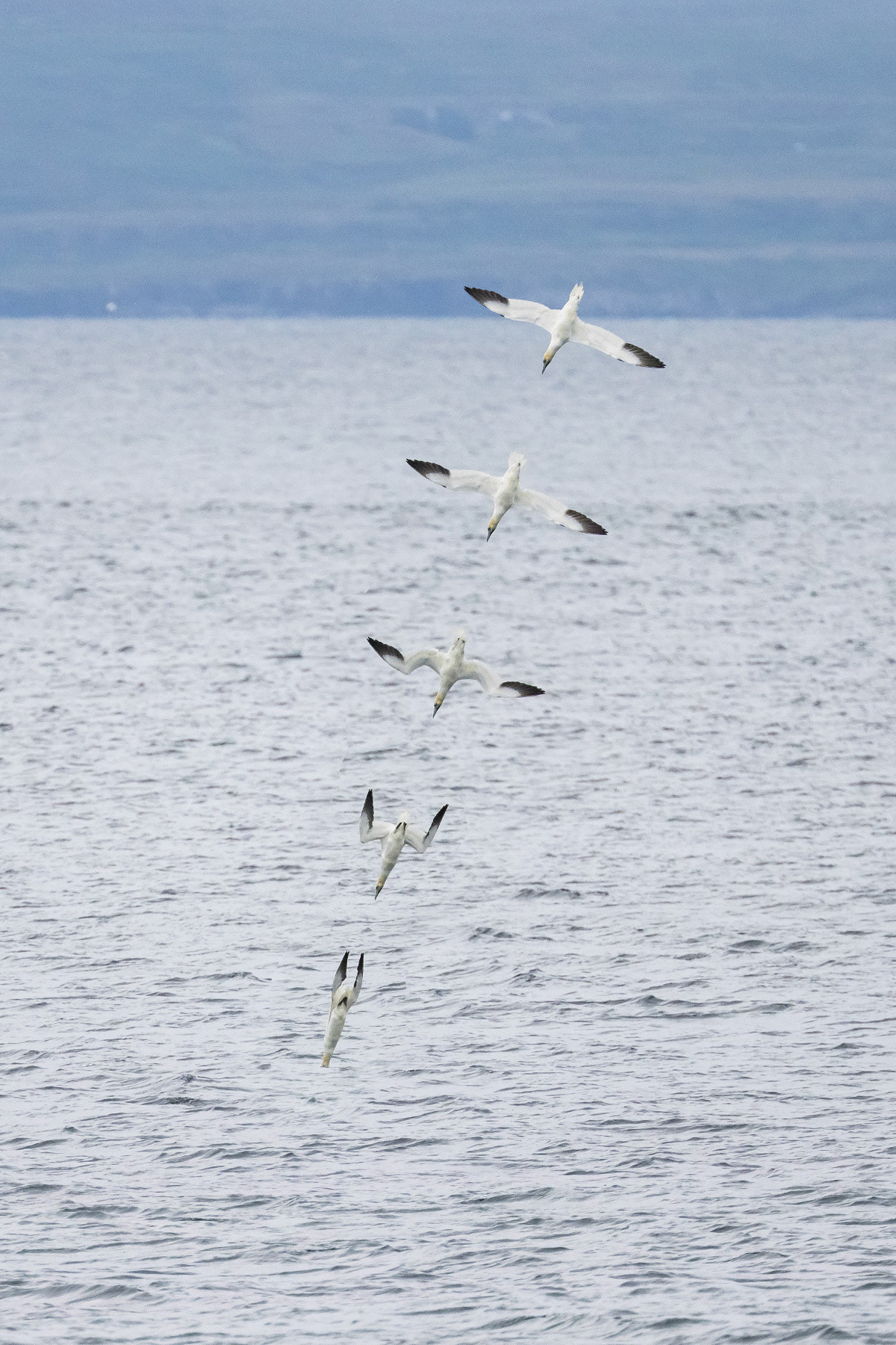 Gannet