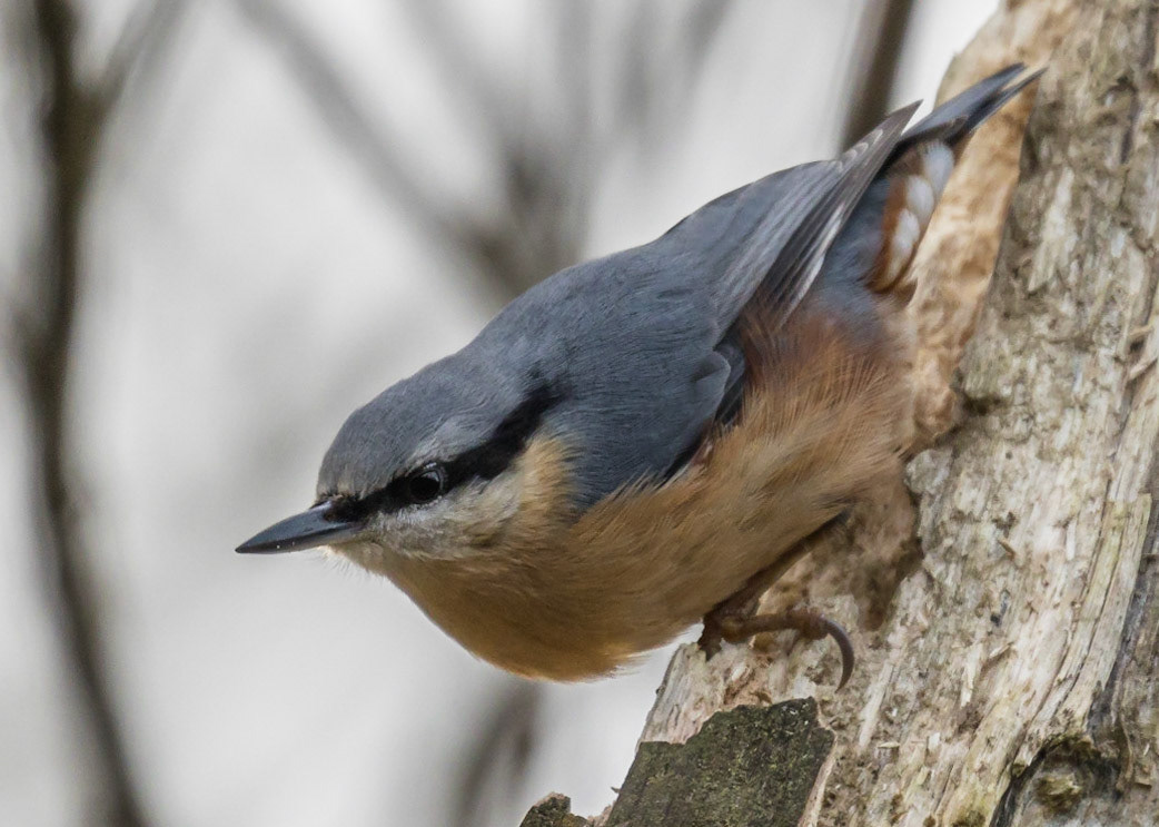 Nuthatch