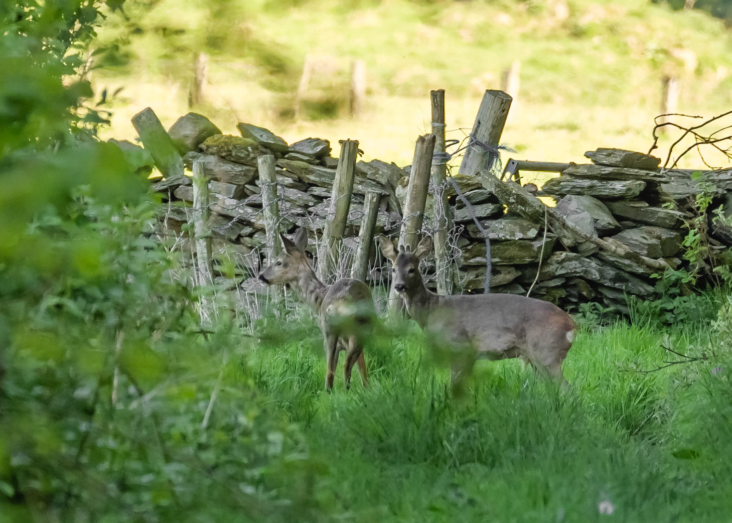 Roe Deer