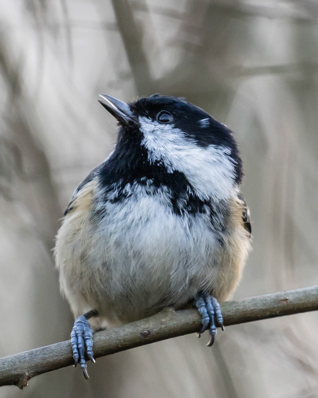Coal Tit