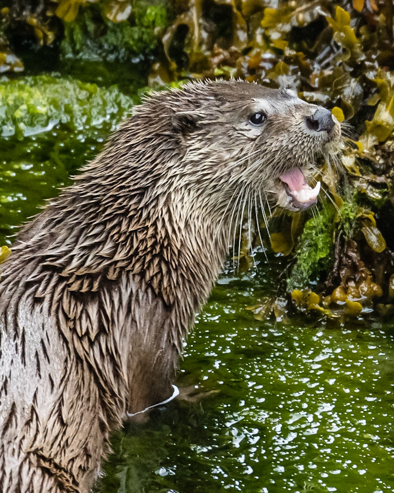 Otter