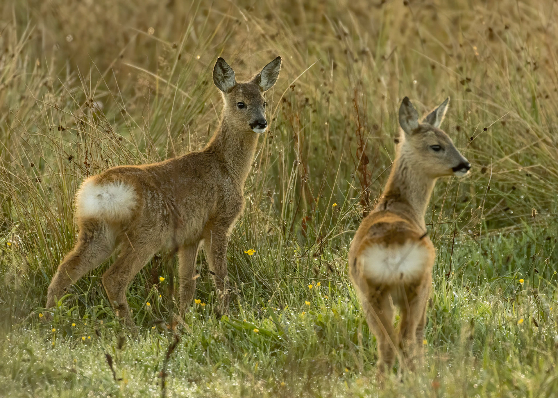 Roe Deer