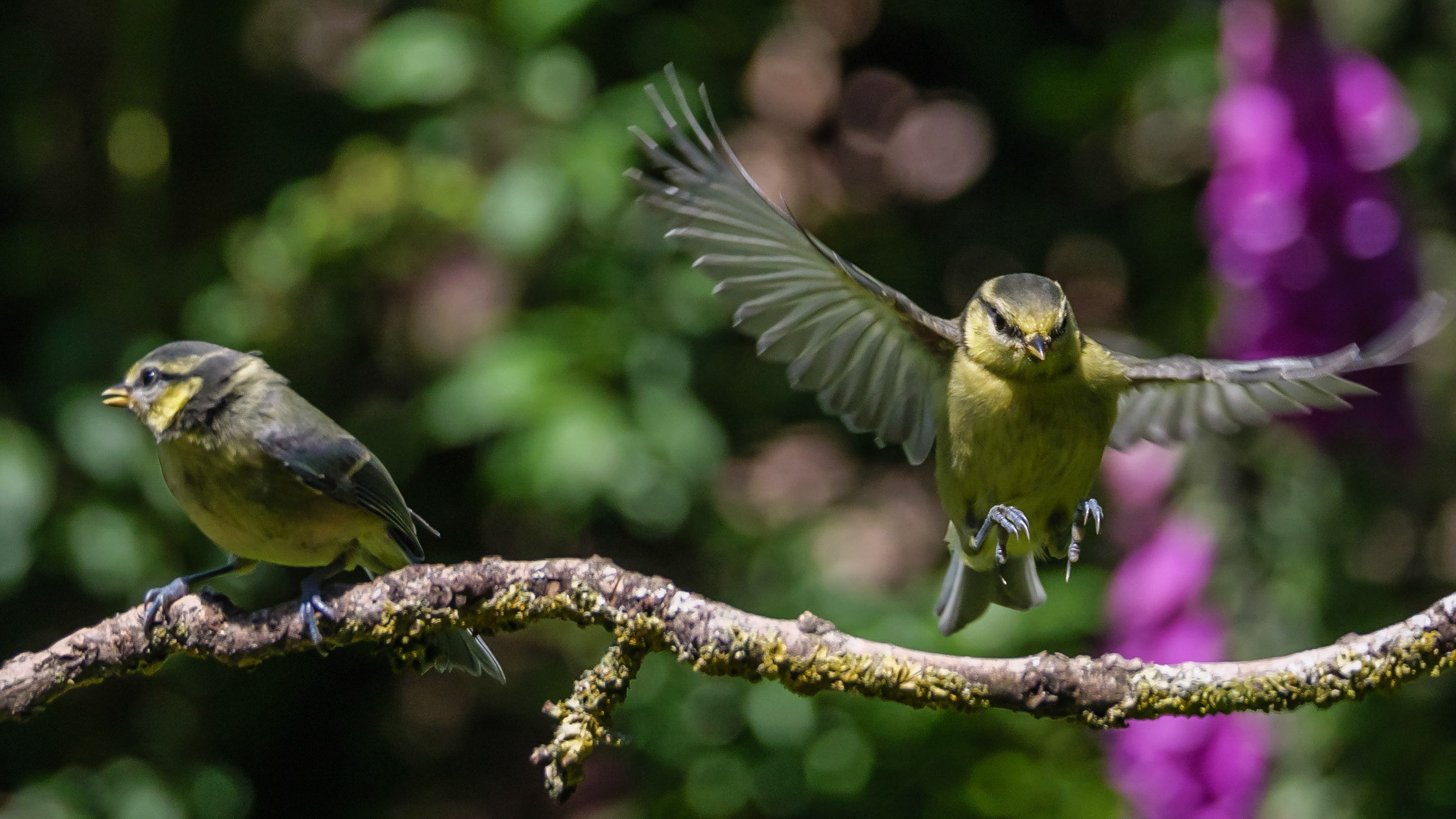 Bluetit