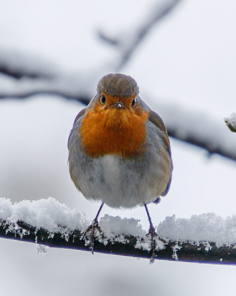 Robin