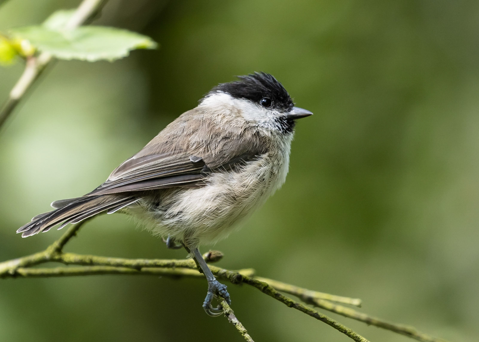 Marsh Tit