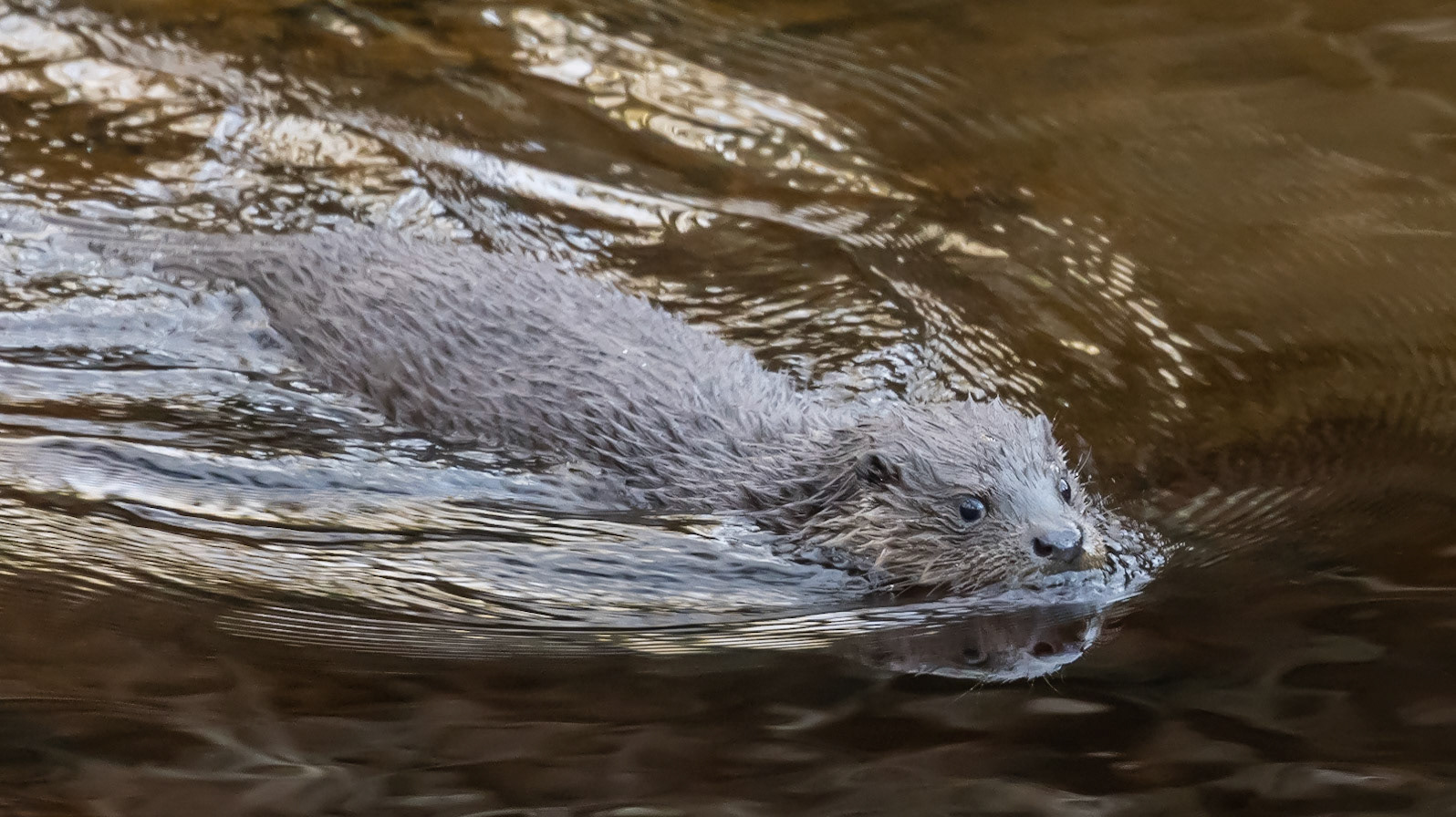 Otter