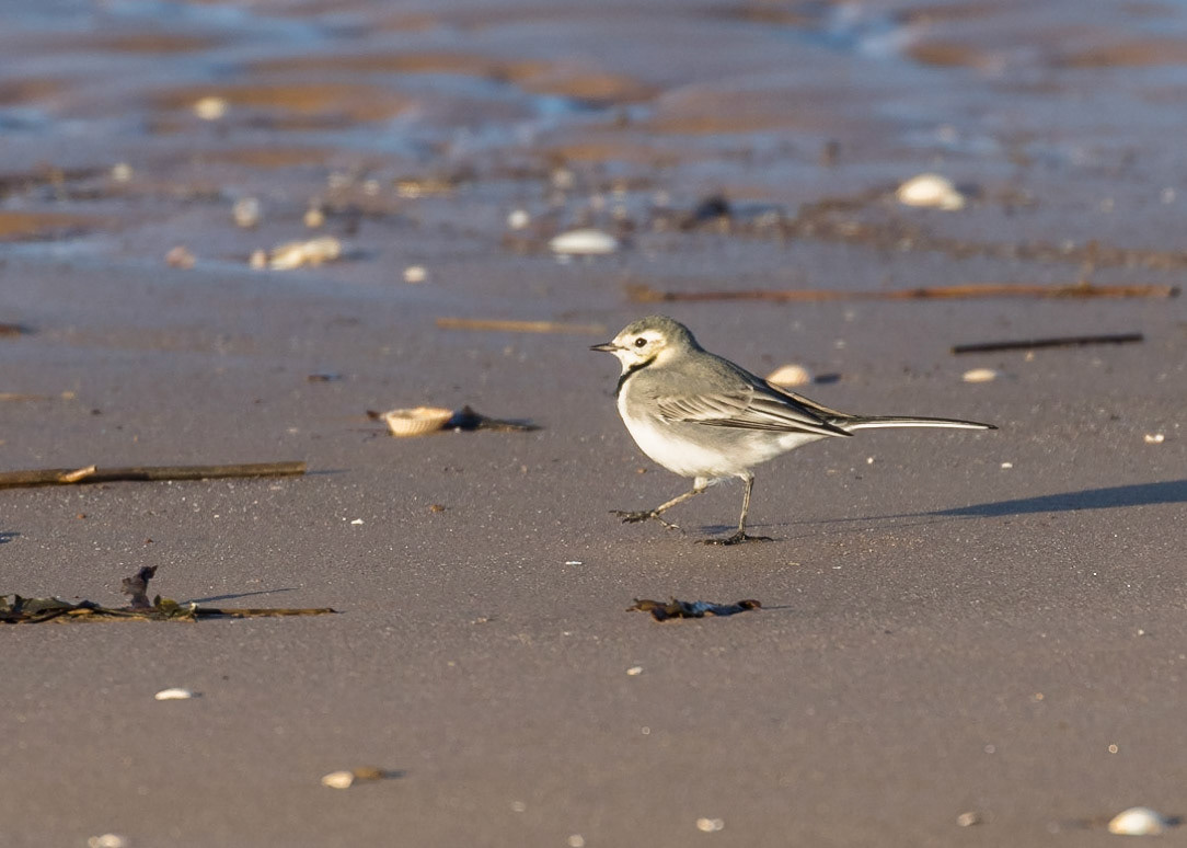 Pied Wagtail