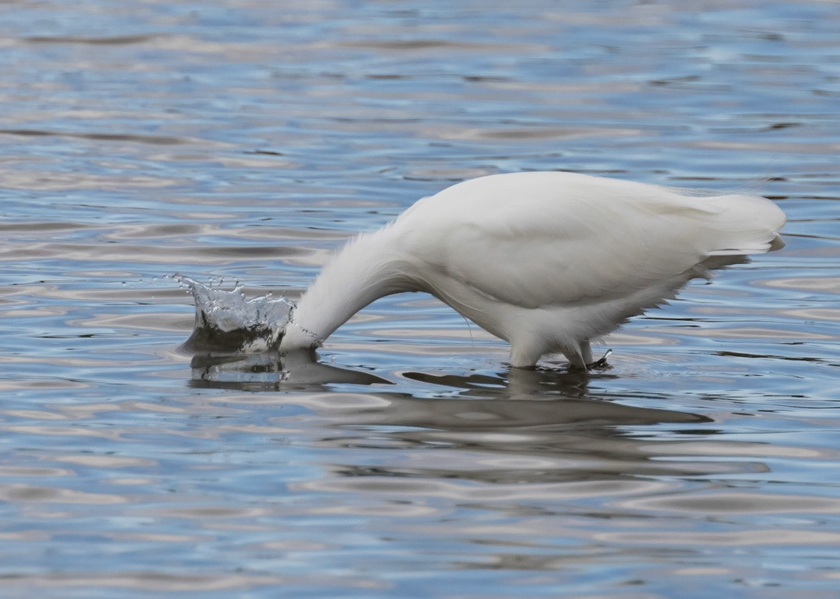 Little Egret