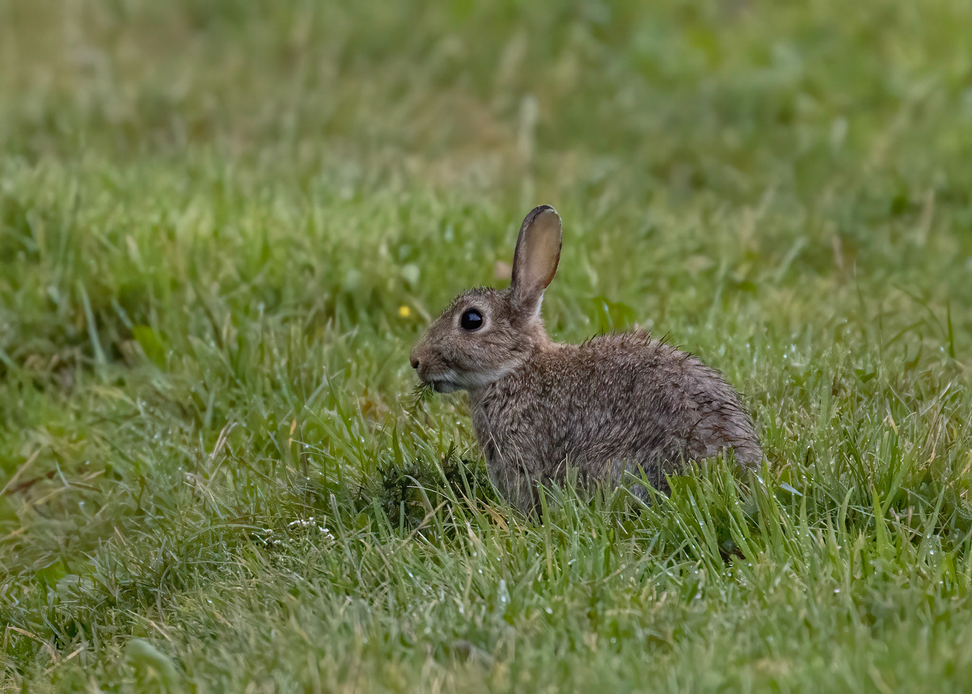 Rabbit