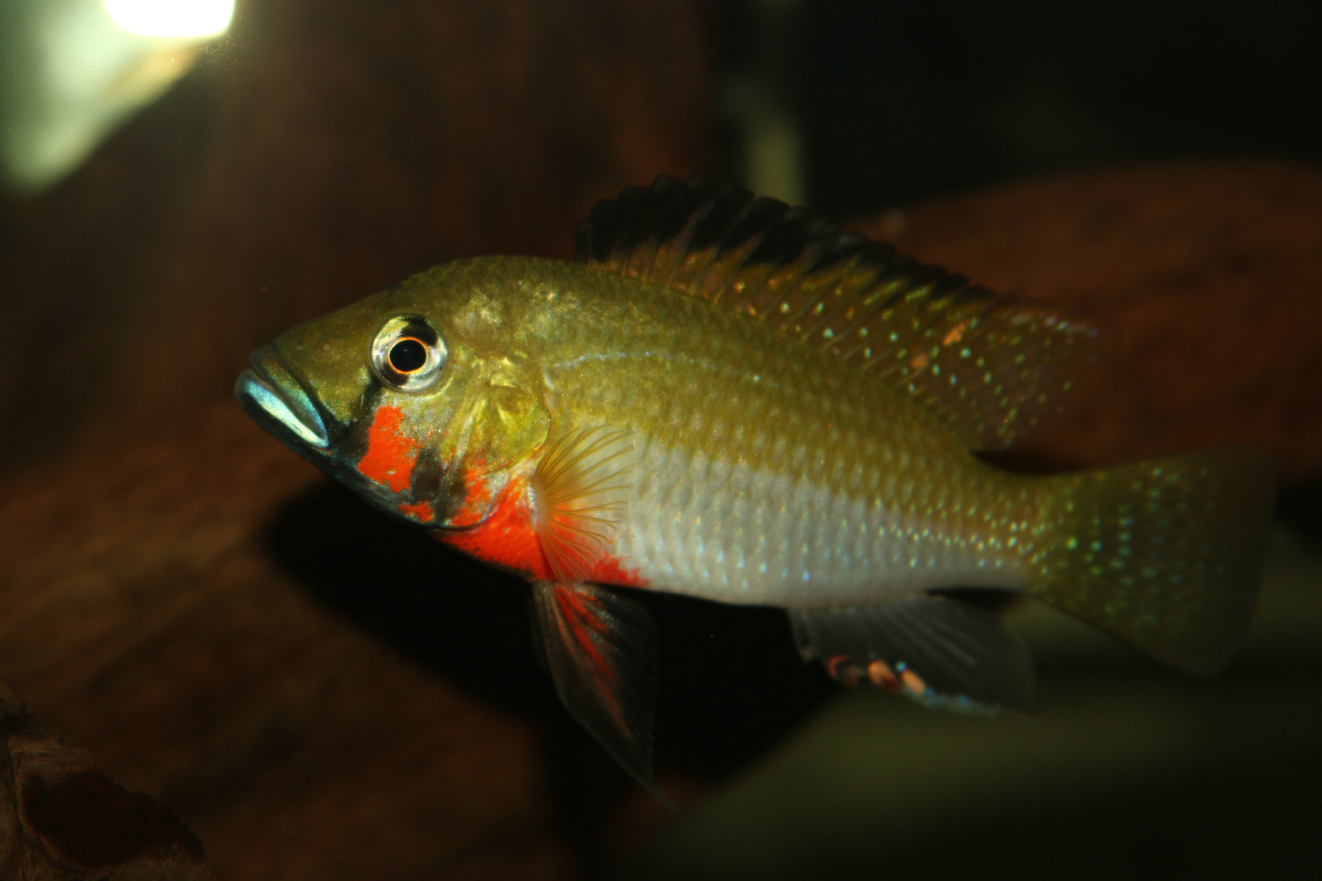 Thoracochromis brauschi