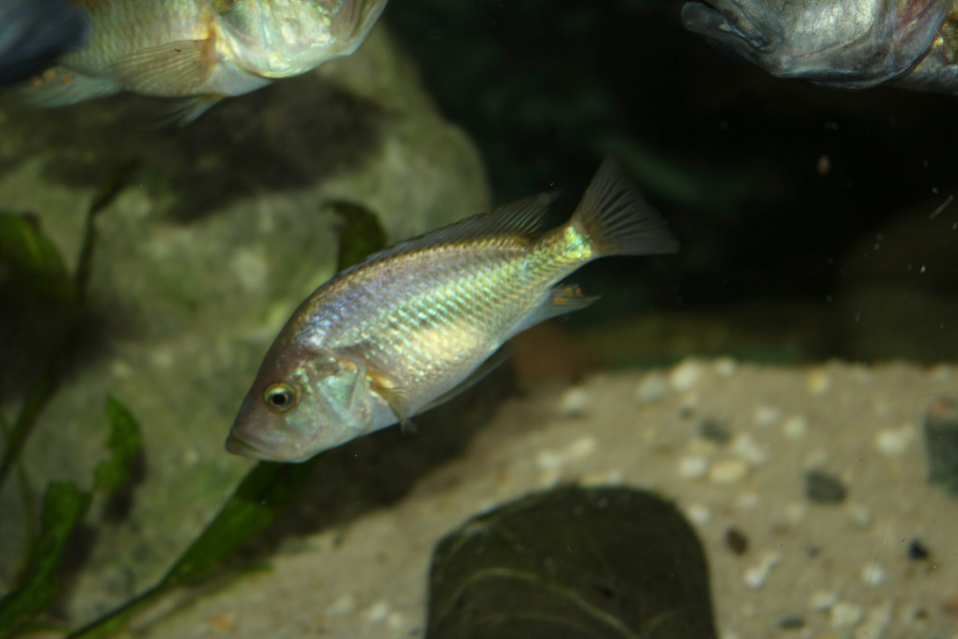 Pyxichromis orthostoma