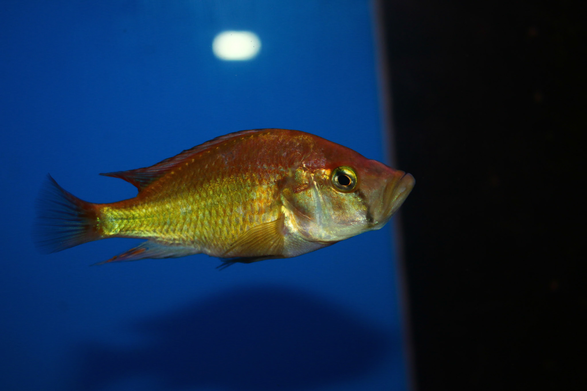 Pyxichromis orthostoma