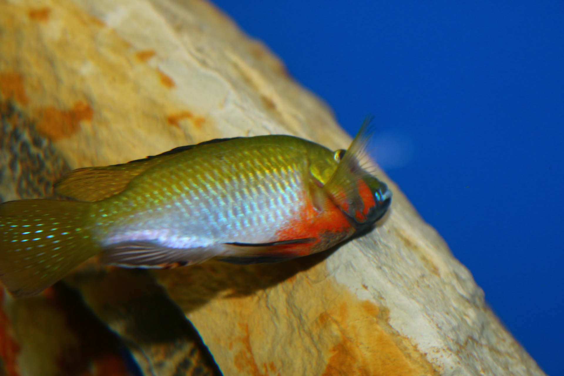 Thoracochromis brauschi
