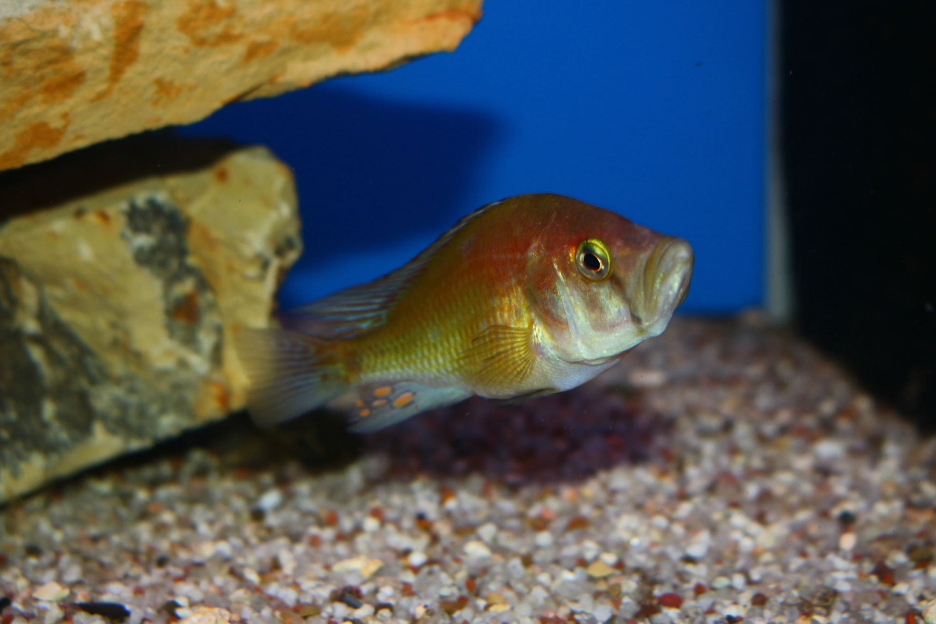 Pyxichromis orthostoma