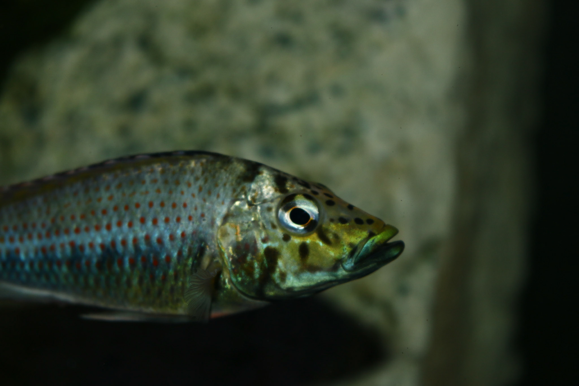 Ctenochromis horei