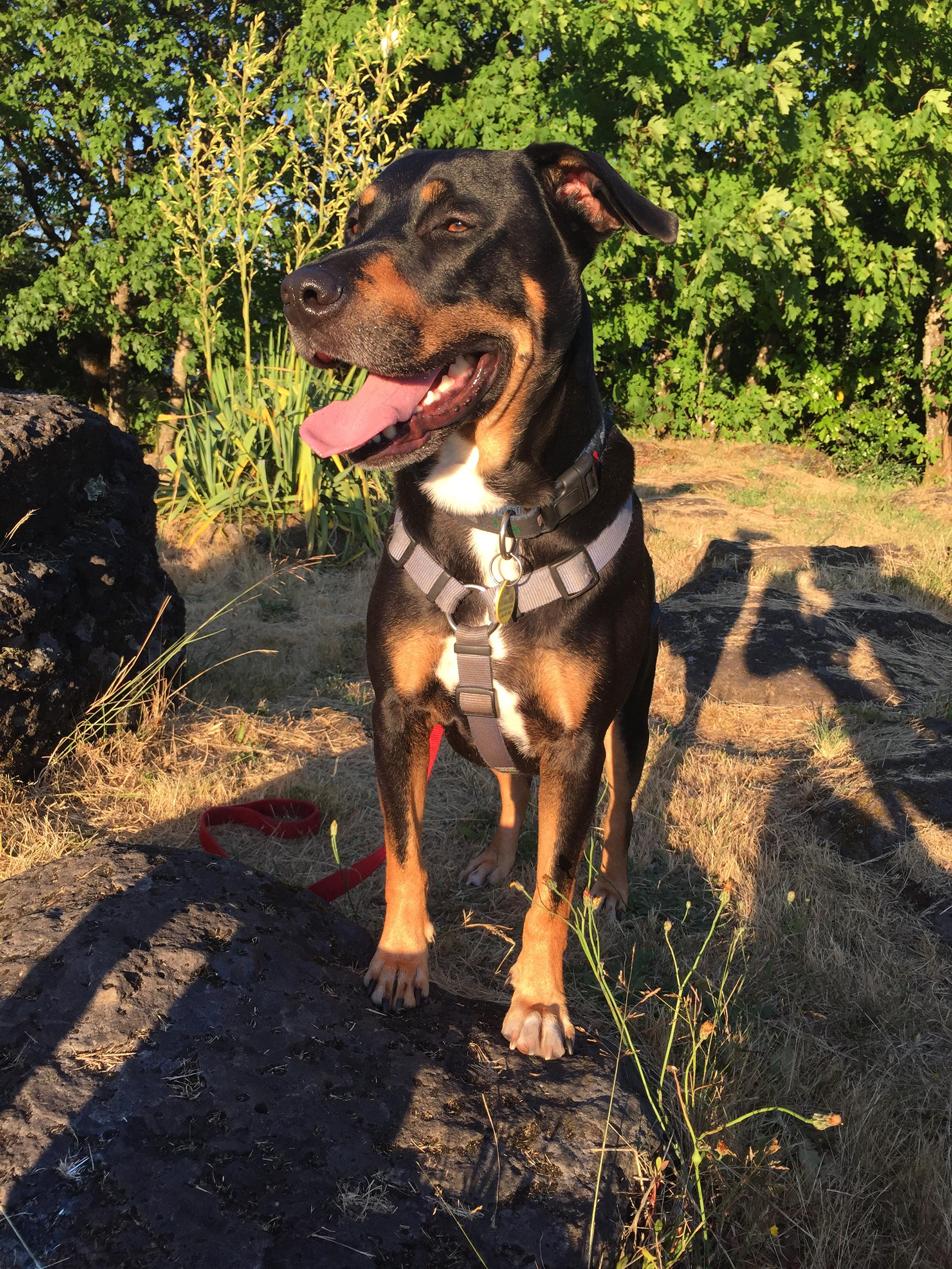 Kodi grinning & sparkling in golden hour sunshine.