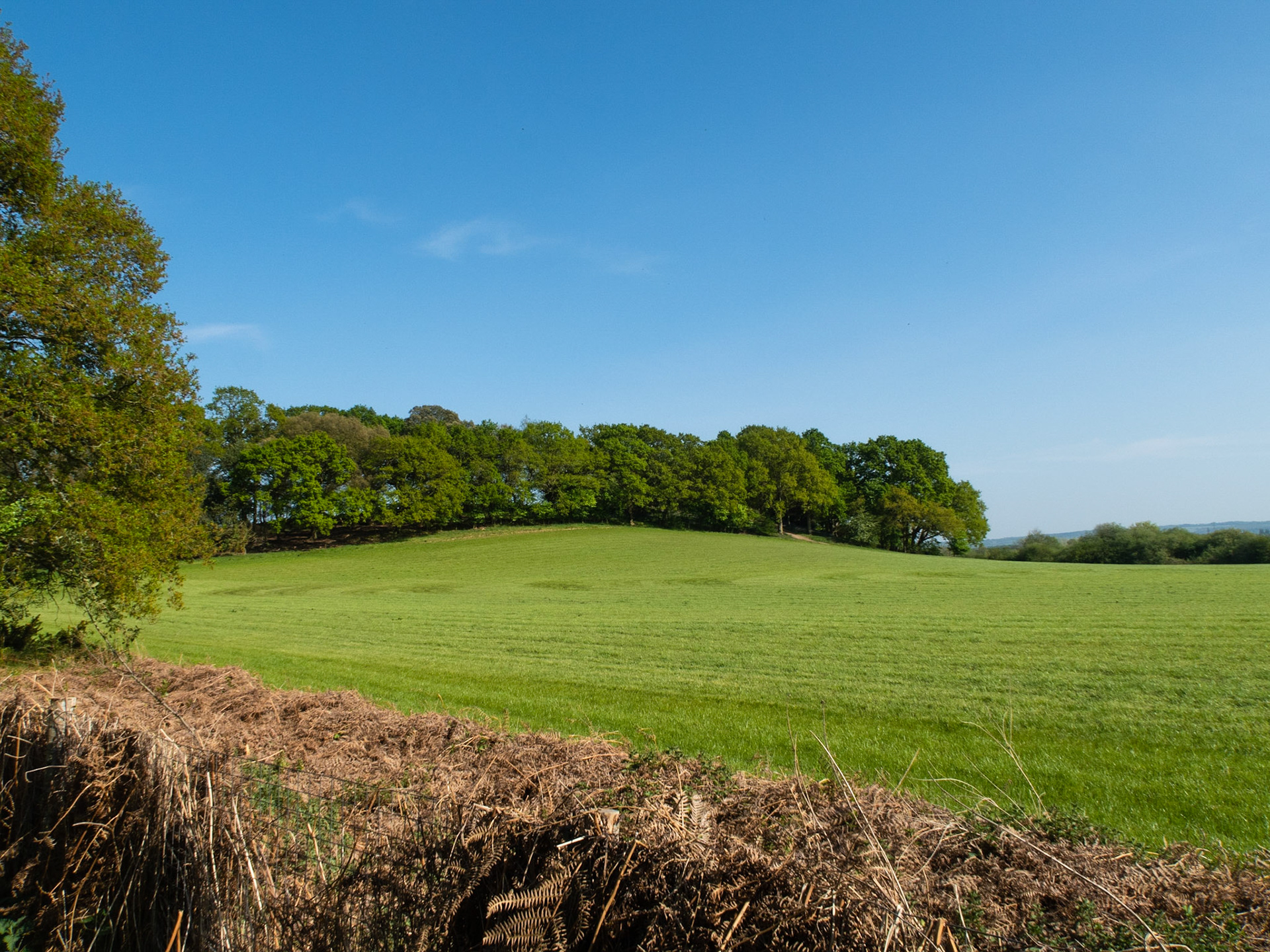 Spring Greens - towards Hoebridge