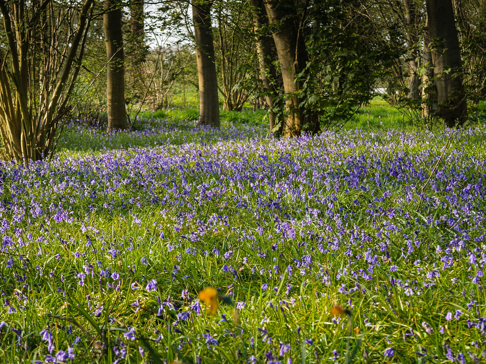 Early bluebells, Wisley GC