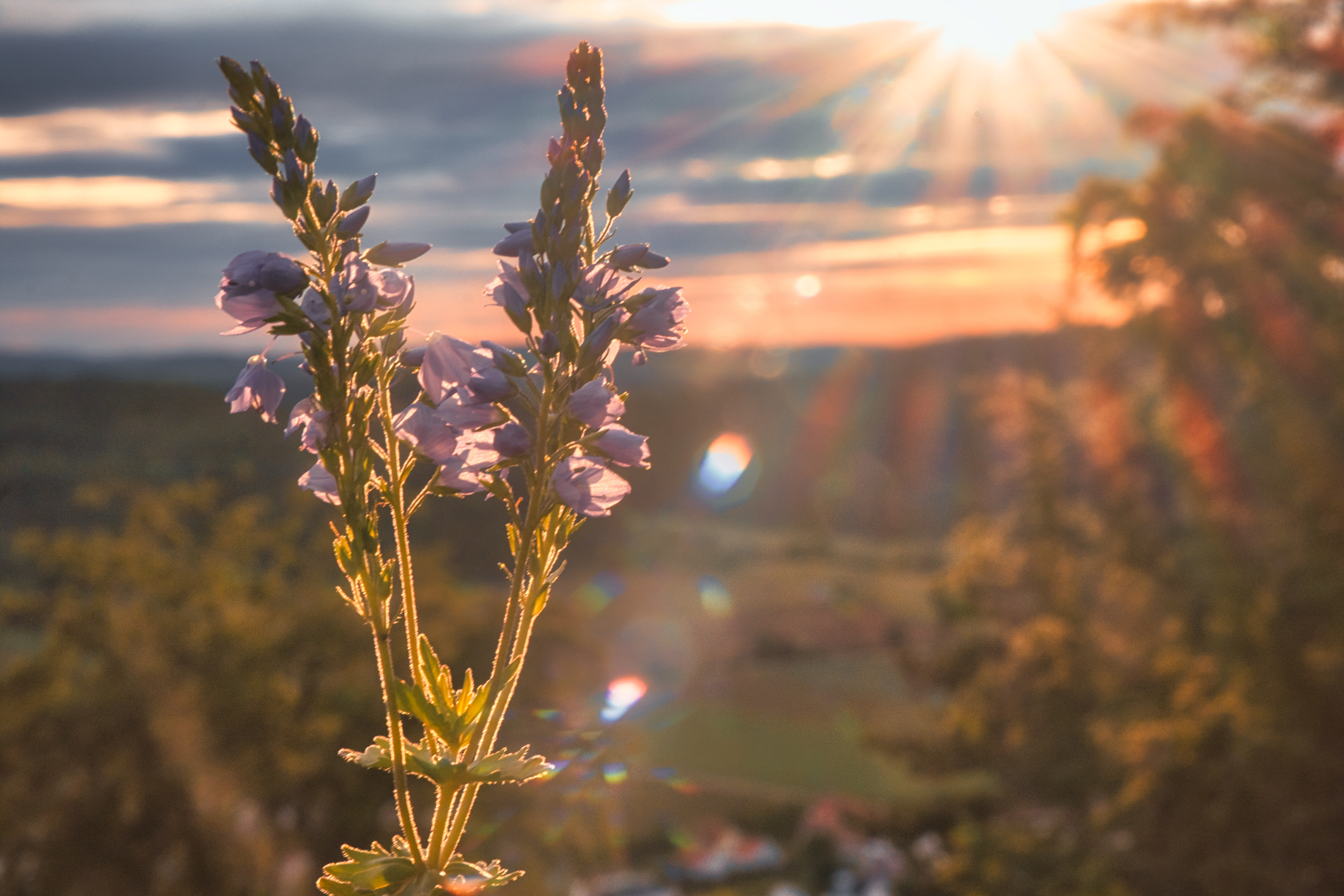 Shine On | 2020