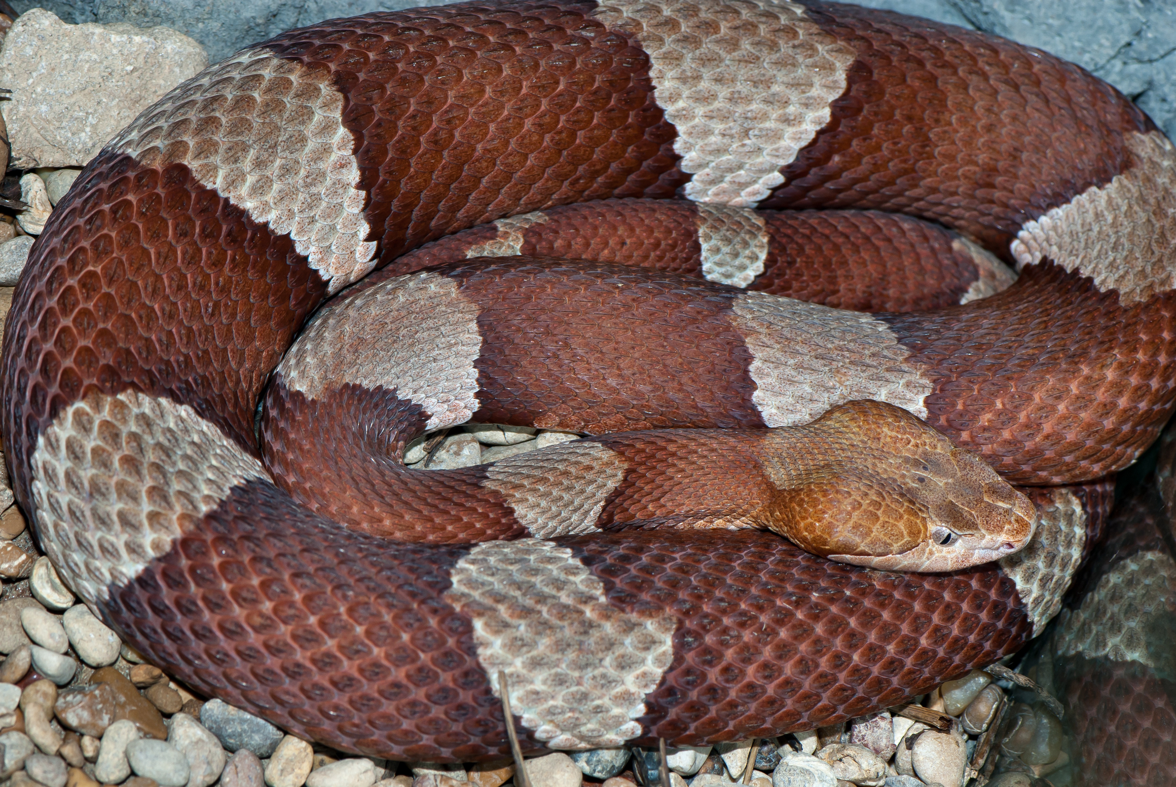 **Broad-banded Copperhead** (Agkistrodon laticinctus)