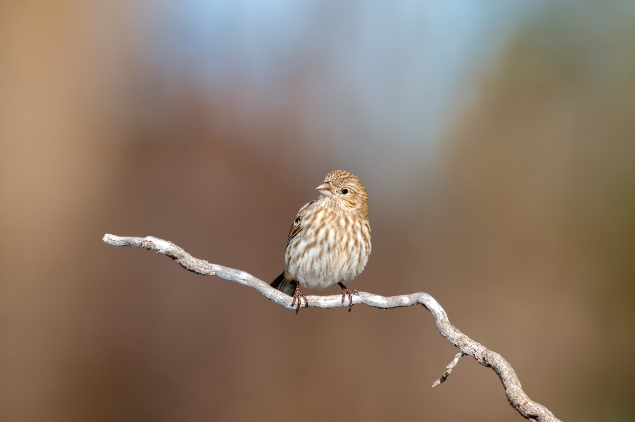 Female House Finch