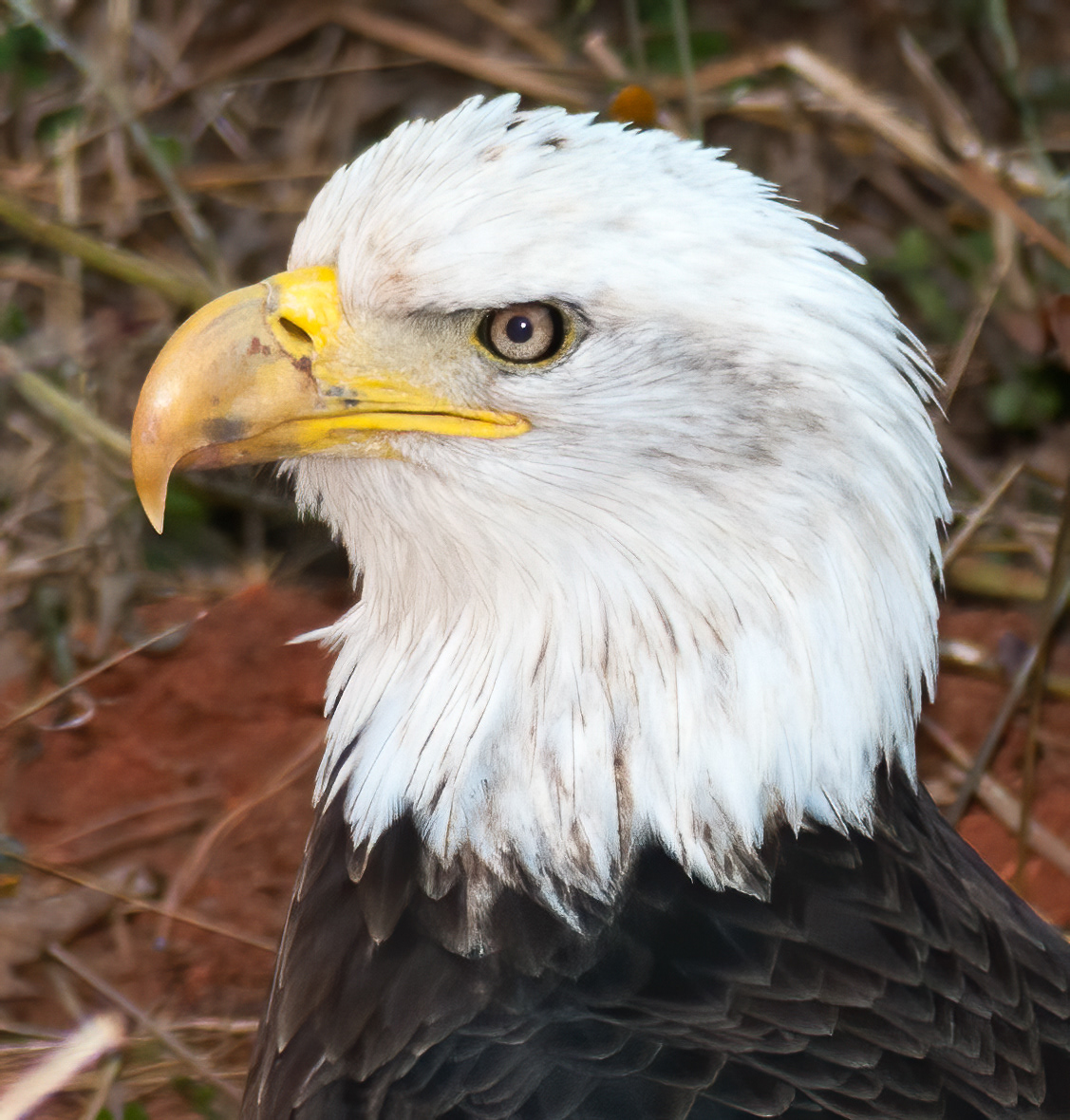 Bald Eagle (Haliaeetus leucocephalus)