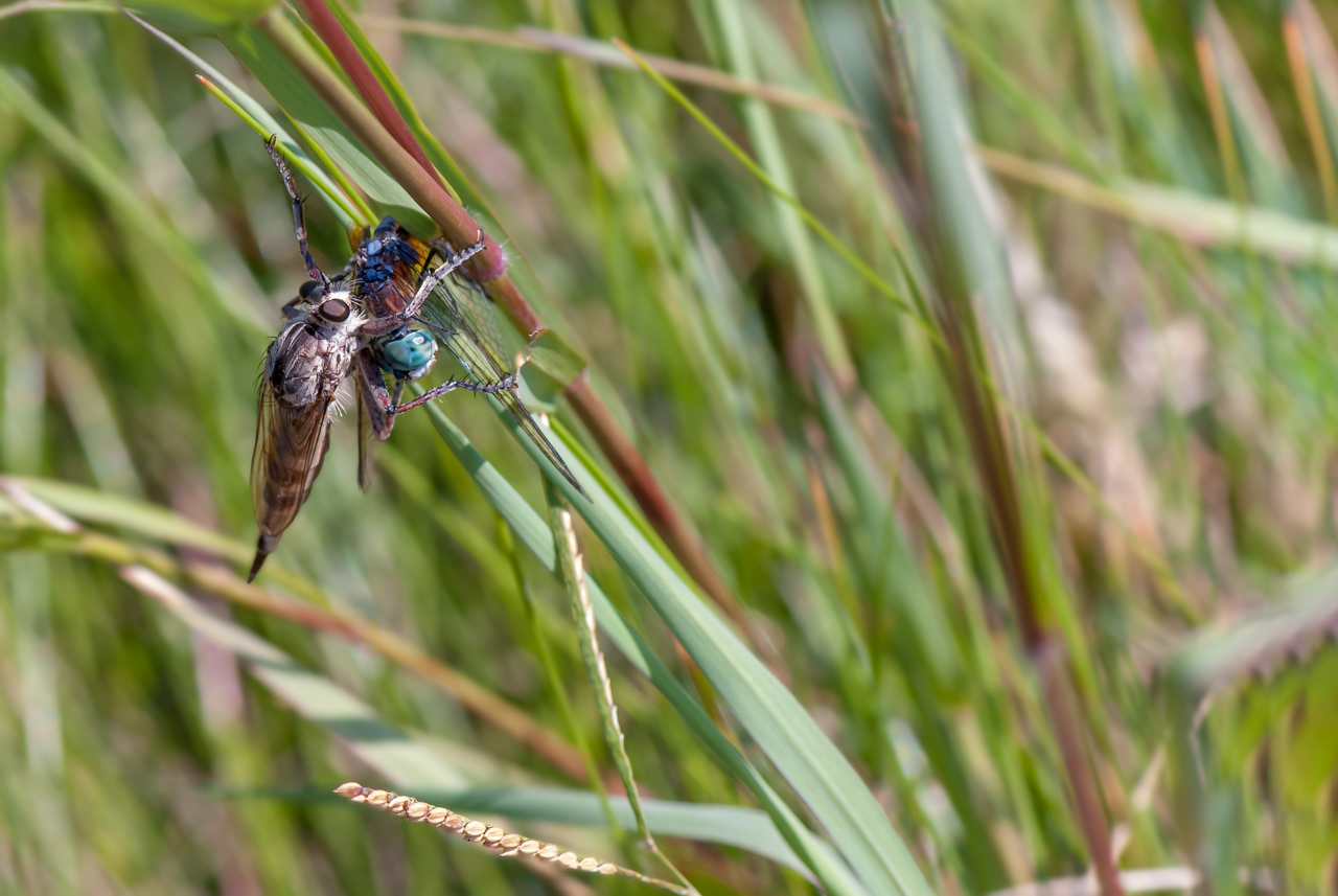 Robber Fly (Efferia Aestuans) Eating Blue Dasher Dragonfly