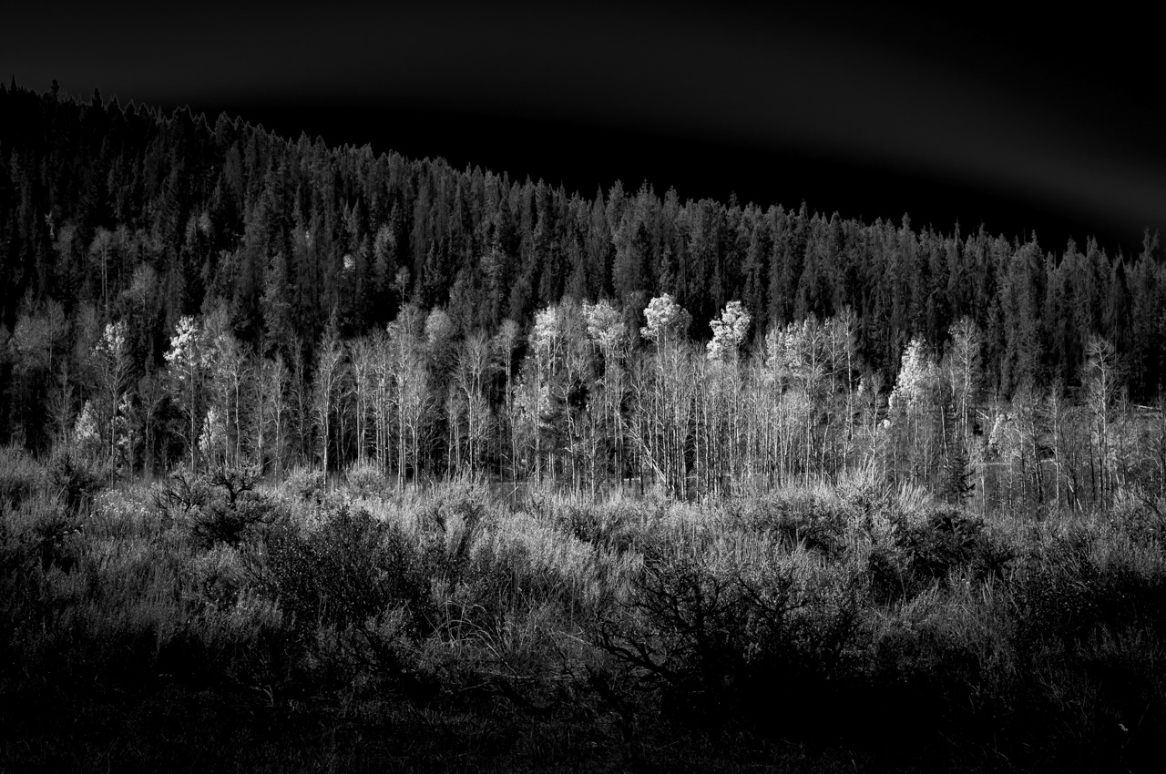 Aspen Tree Grove Grand Teton National Park