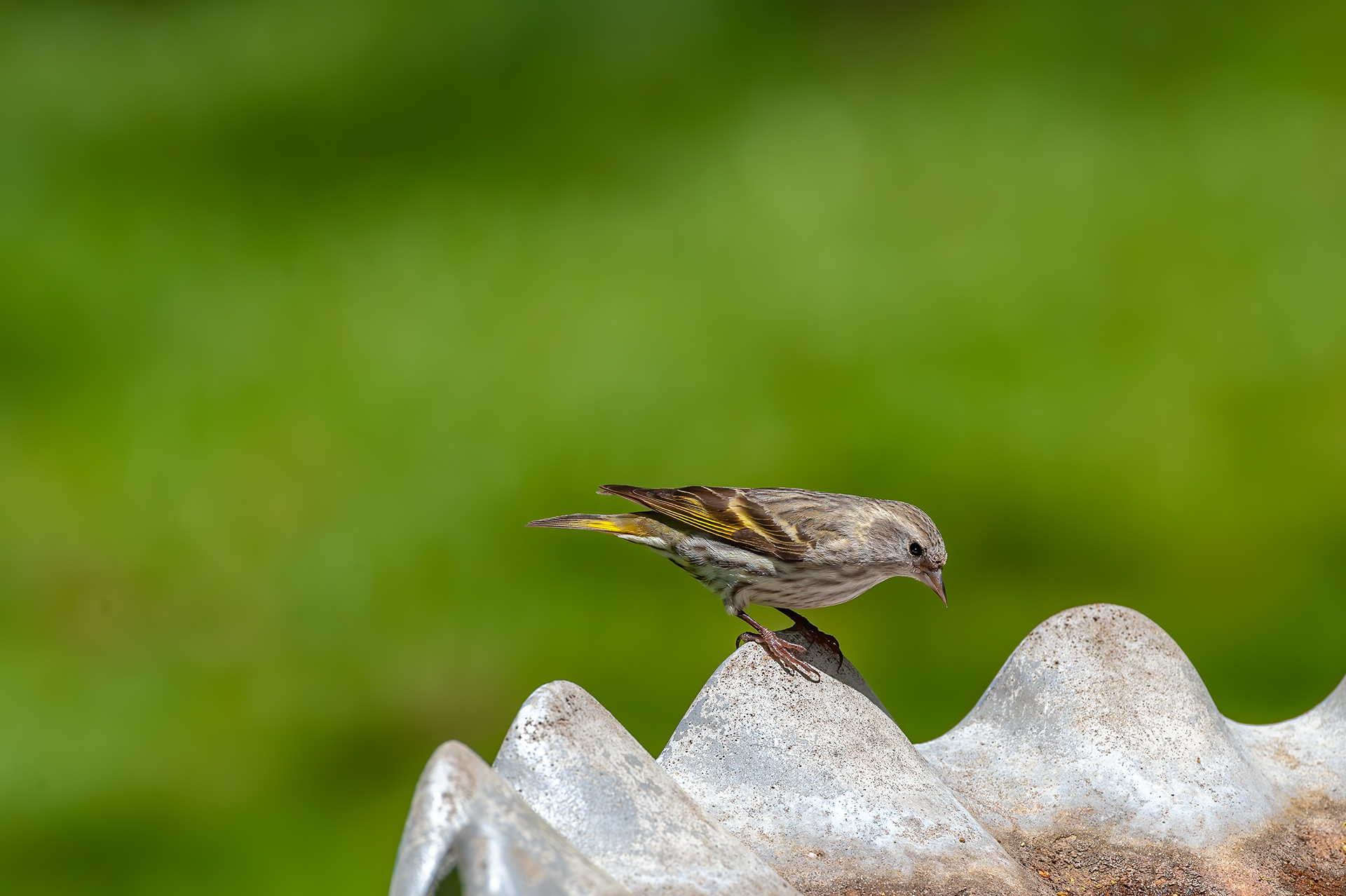 Pine Siskin (Spinus pinus)