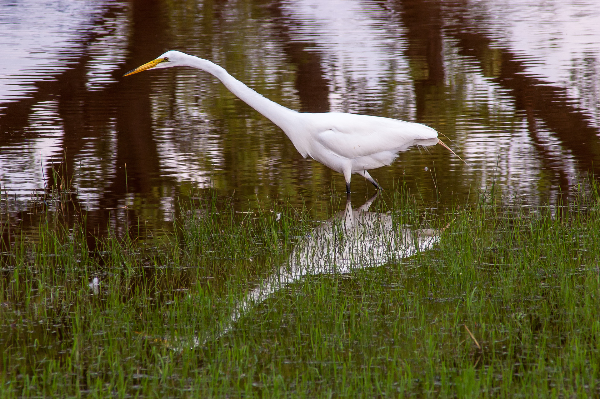 Great Egret (Ardea alba)