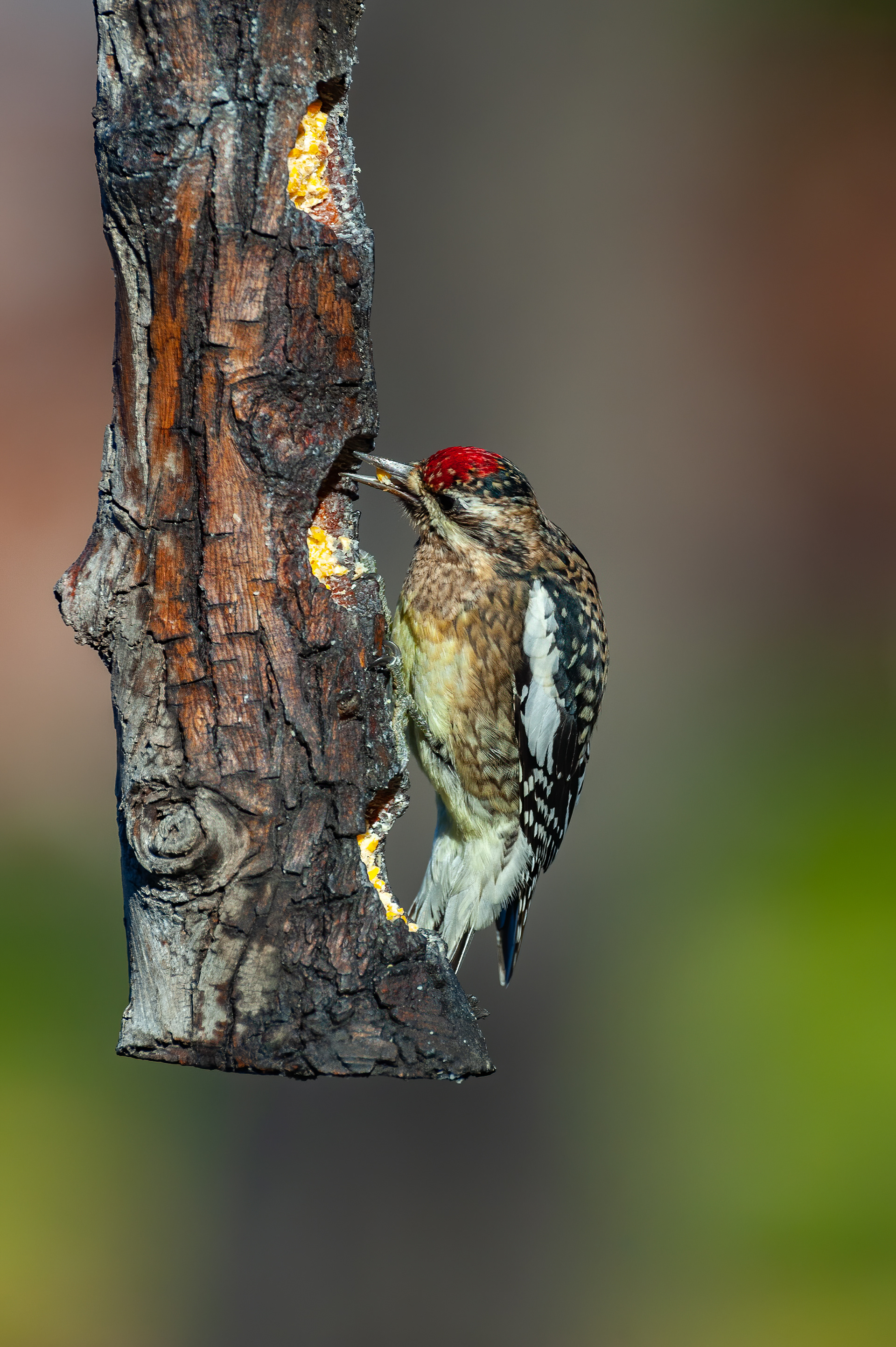 Yellow-bellied Sapsucker