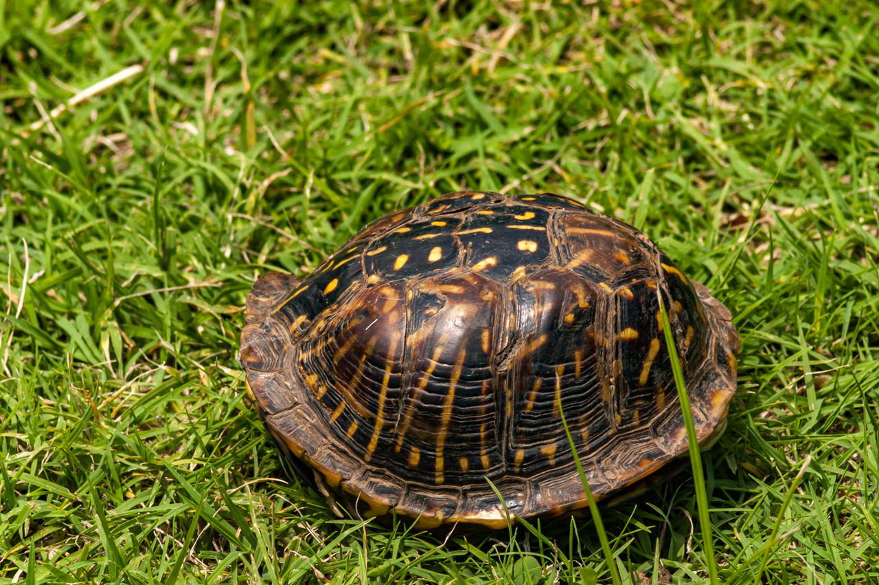 Ornate Box Turtle