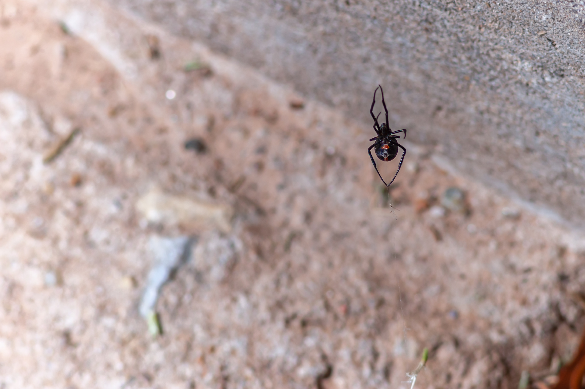 Female Black Widow