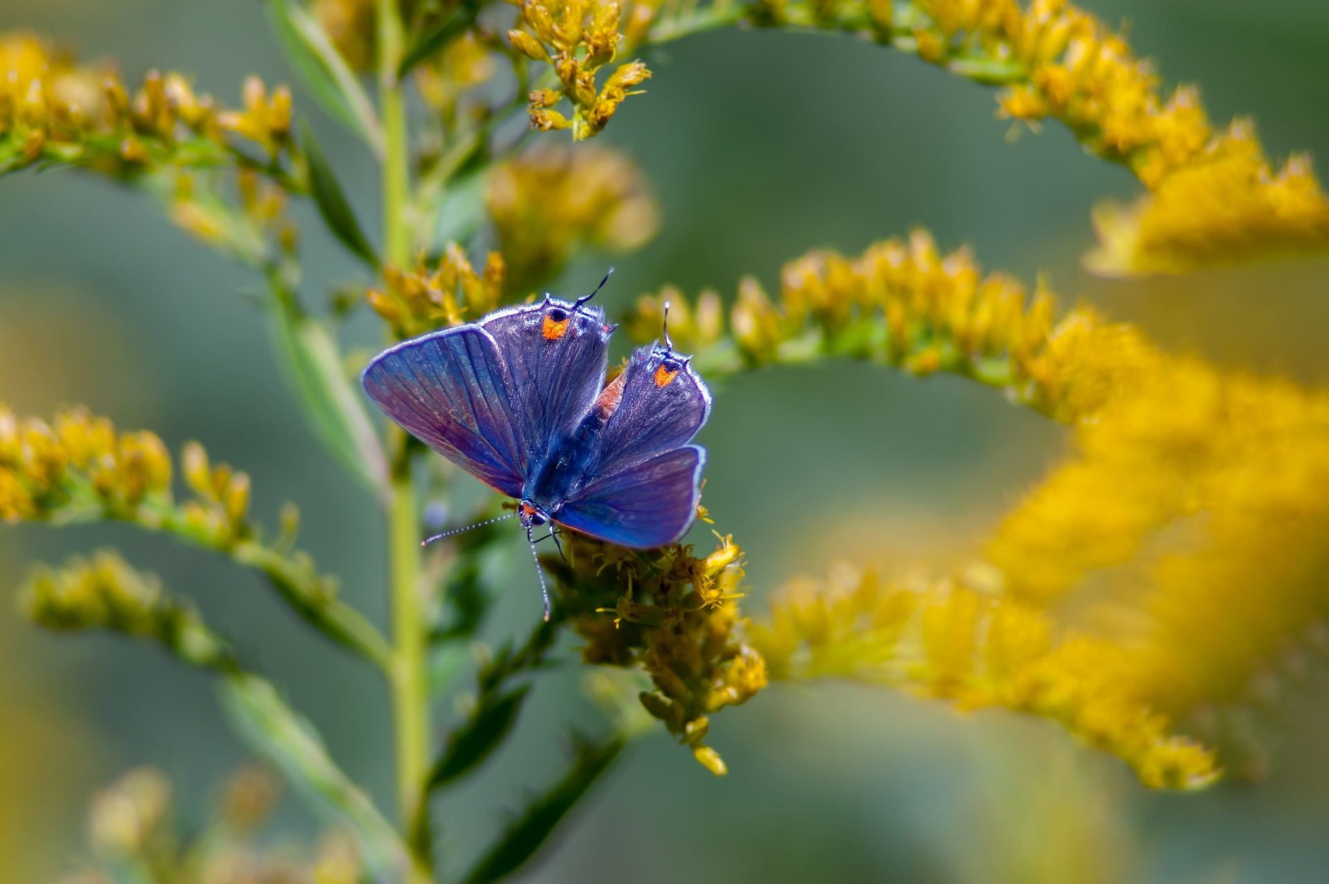 Grey Hairstreak Butterfly