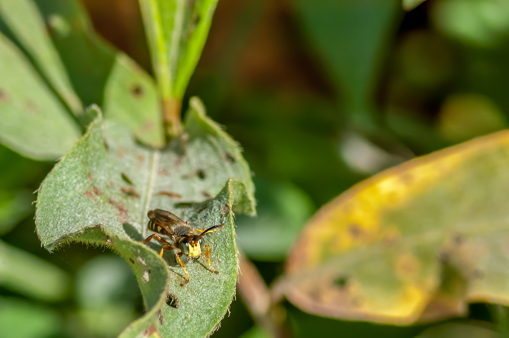 Bald-faved Hornet (Dolichovespula maculata)
