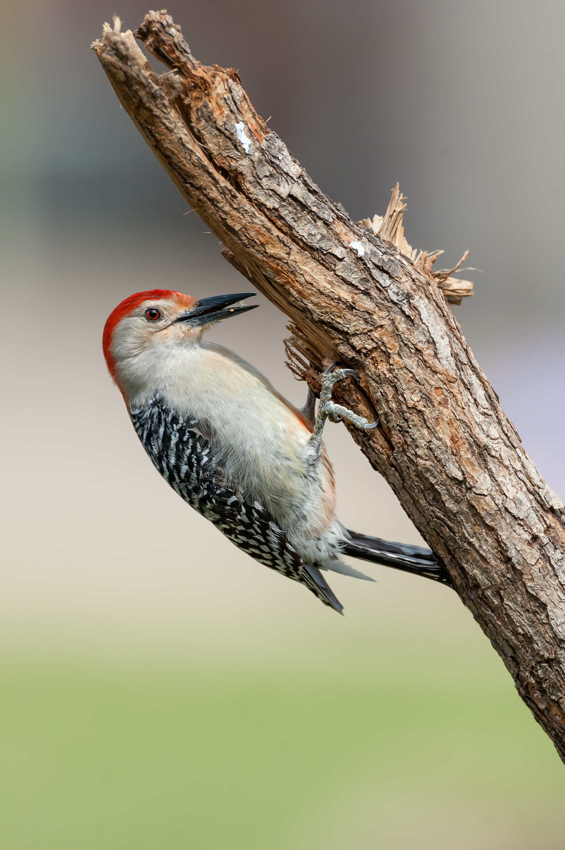 Red-bellied Woodpecker