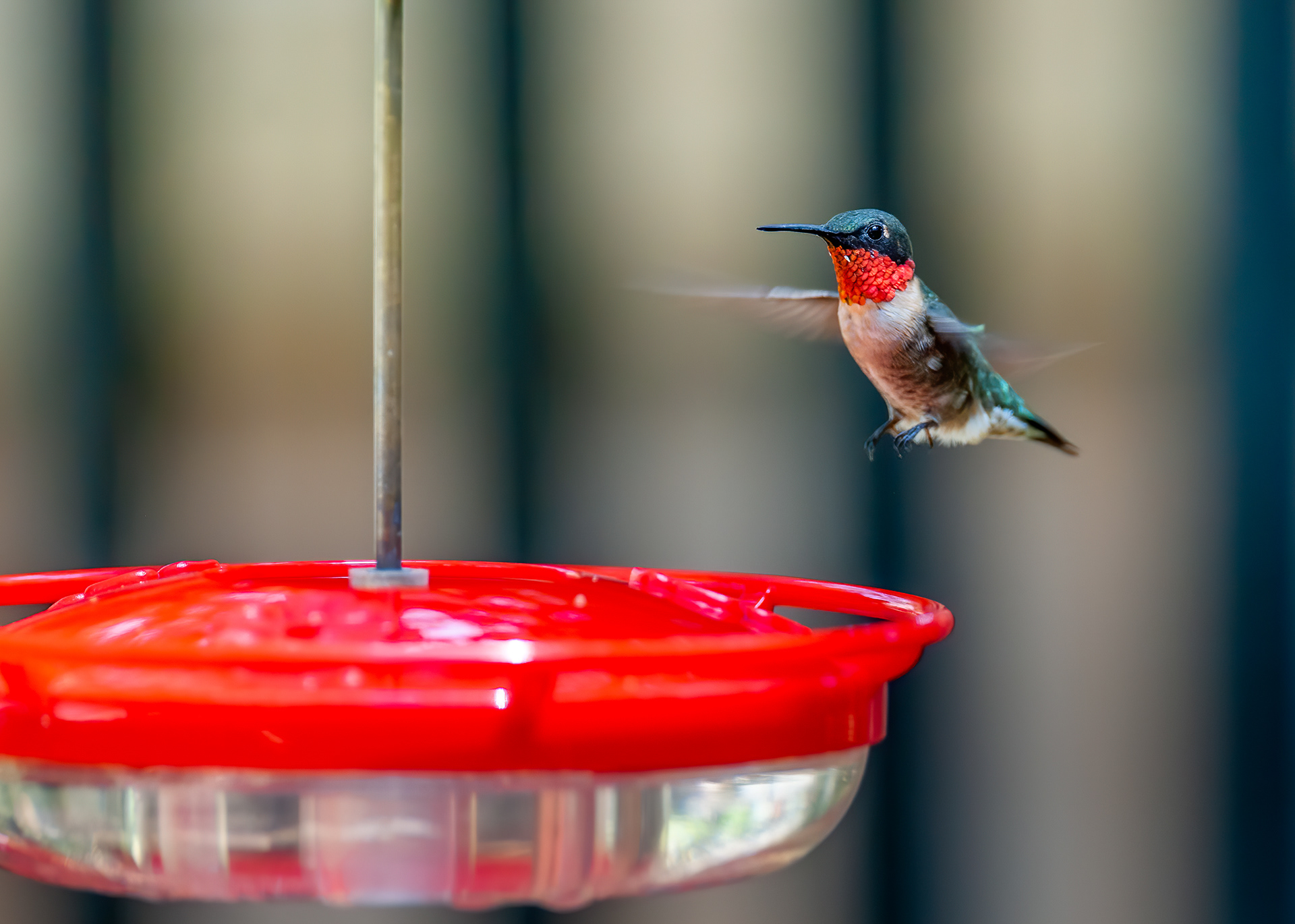 Ruby-throated Hummingbird - Male (Archilochus colubris))
