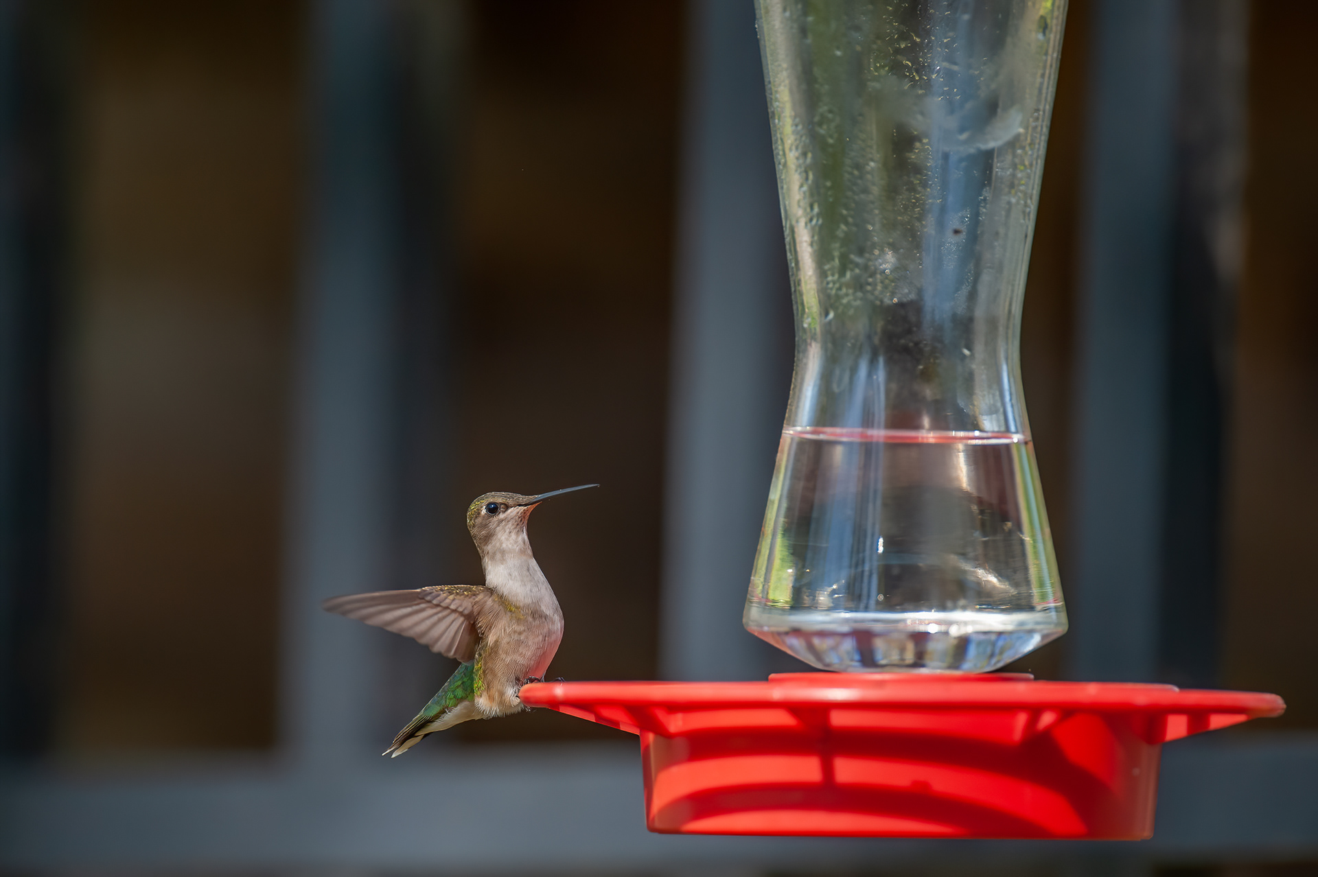 Ruby-throated Hummingbird - Female (Archilochus colubris))